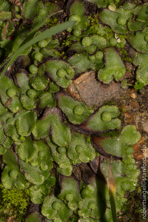 alum rock state park